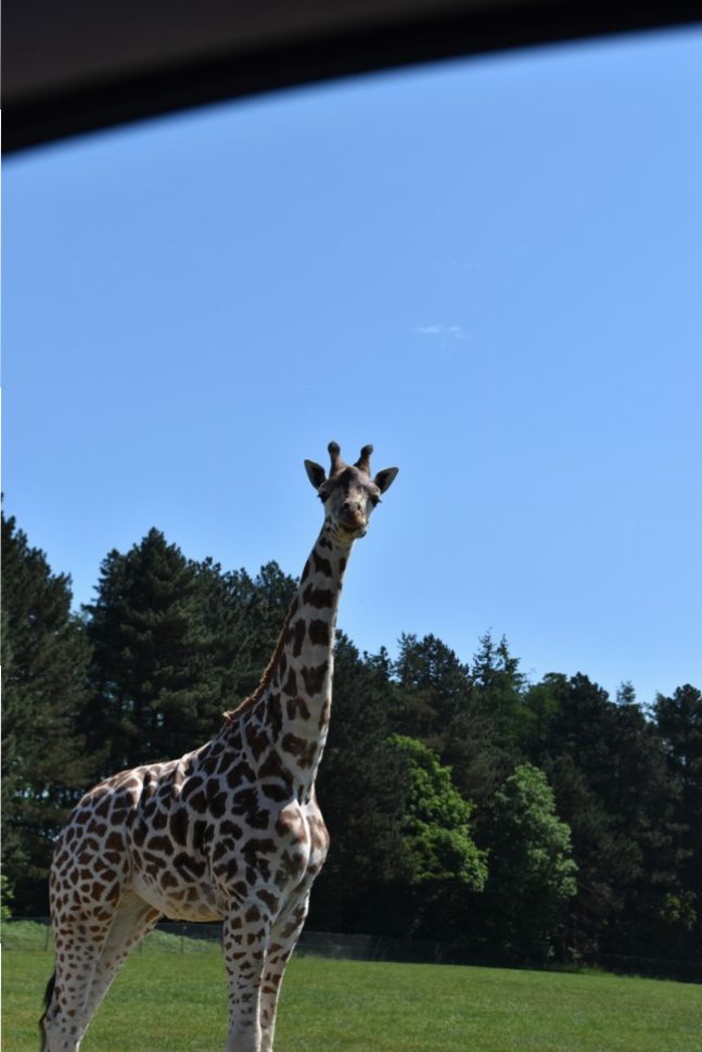 one of the many girafs you will pass by. These guys are not shy and they will try and steal your food so be careful.