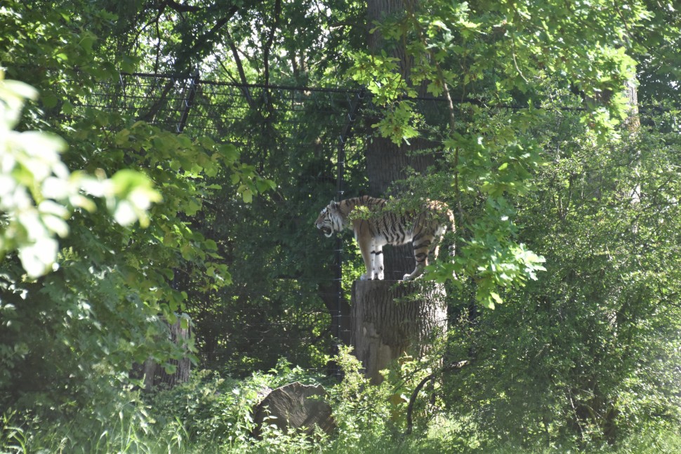 this tiger is marking his place and telling the others to stay away