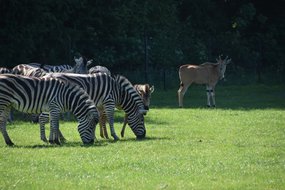 the zebras are busy with grassing and taking care of their babies.