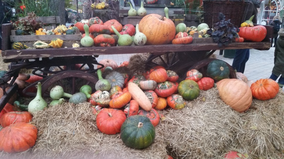 Some of the pumpkins being used as decoration in tivoli. All sorts of shapes, sizes and colors.