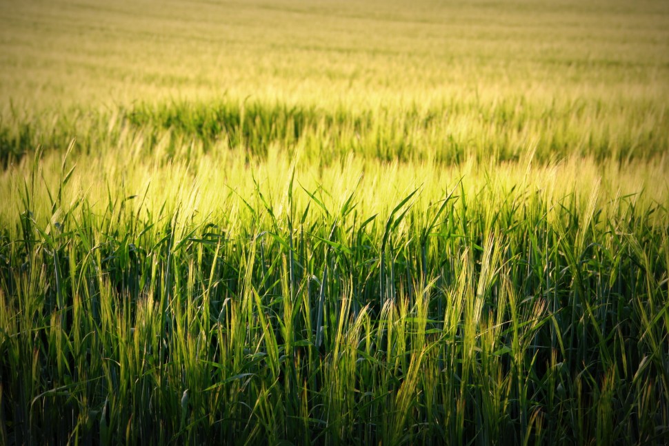 황금빛 밀밭 (출처: 플리커 CC BY-SA Martin Fisch)